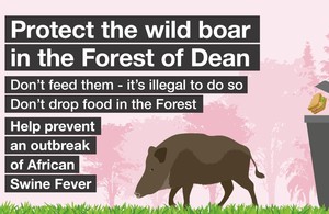 Protect the wild boar in the Forest of Dean from African swine fever. Do not feed them or drop food.