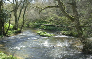 Image of trees next to a river