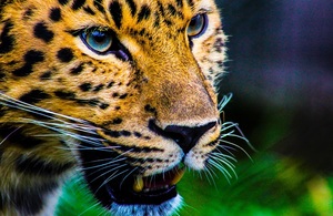 Jaguar Biodiverse Landscape Fund