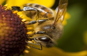 A honey bee is pictured on a pink flower. Its legs are covered in pollen