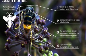 A diagram of an Asian hornet is pictured, showing that the Asian hornet can be up to 25mm, is entirely dark brown or black and has brown legs with characteristic yellow ends.
