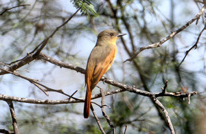 Rufous Flycatcher