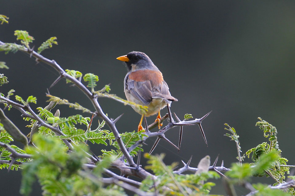 Buff Bridled Inca Finch