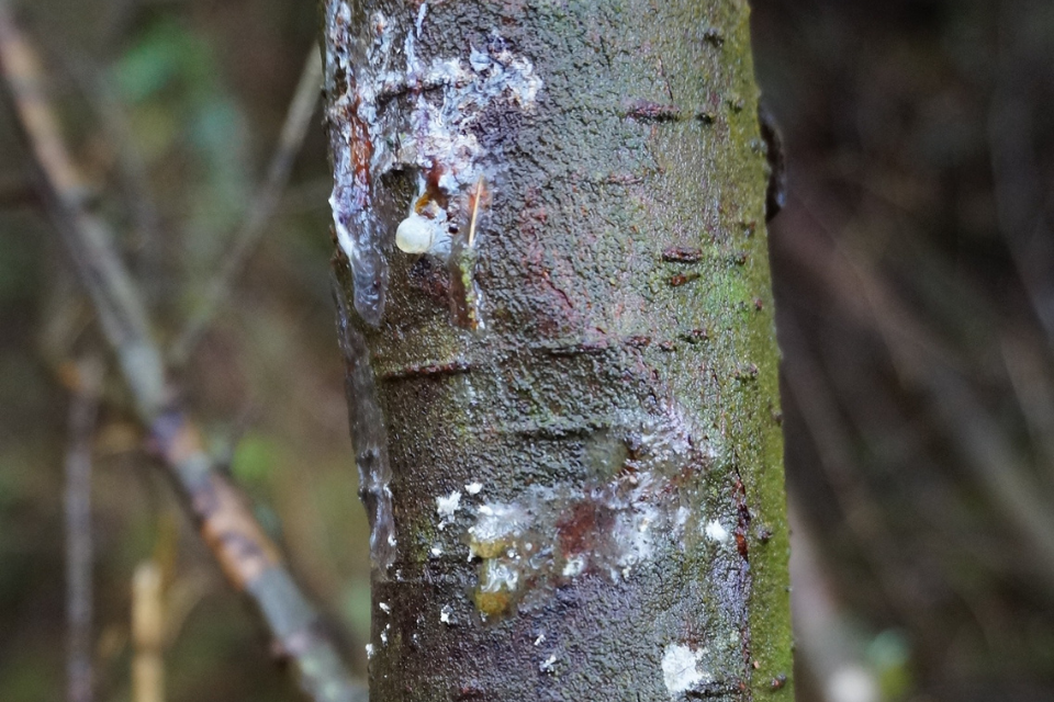 Phytophthora pluvialis lesions on a tree stem