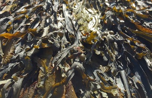 A close-up photograph of seaweed