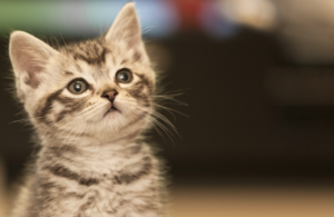 Grey kitten looking towards the camera