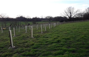 Trees planted at Ubbeston