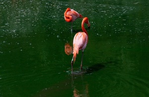 Flamingos in Green Water