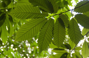 sweet chestnut leaves