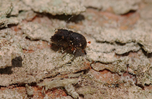 Image of spruce bark beetle. Credit: Forest Research.