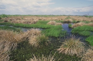 A peatland bog is pictured with grasses and waterlogged areas. It is a lowland peat bog on a marsh and the landscape is flat