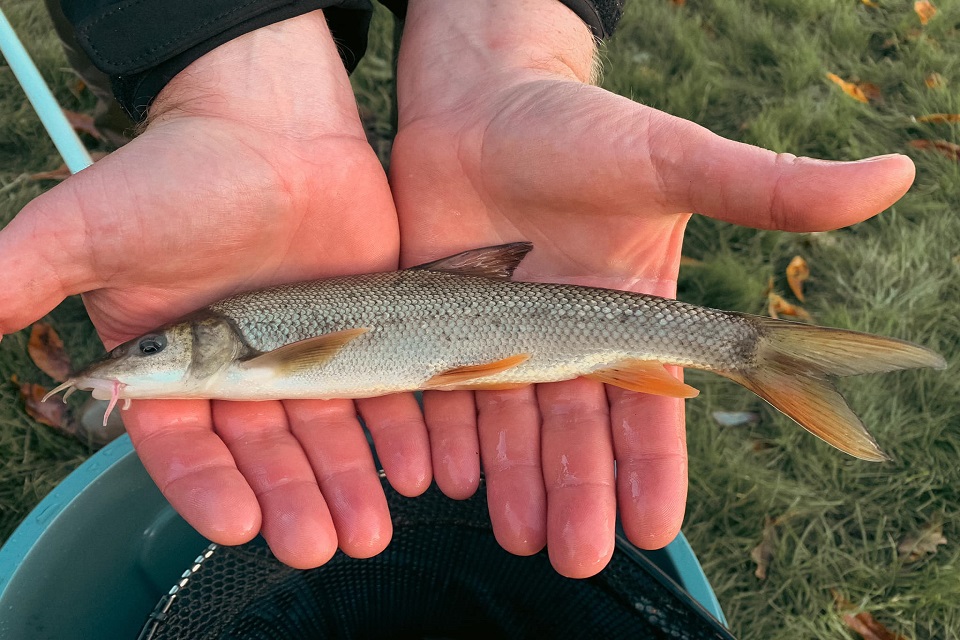 A fisheries officer holding a barbel.