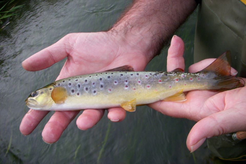 A wild brown trout being held in someone's hands.