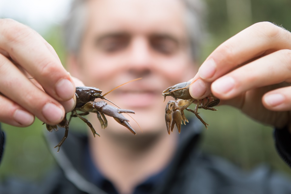 The image shows two native white-clawed crayfish being held by Ian Marshall of the Environment Agency.