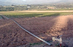 Most Western Cape fruit production is under irrigation