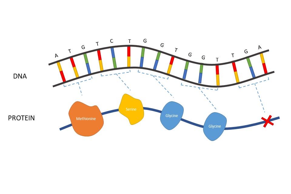 Coding dna