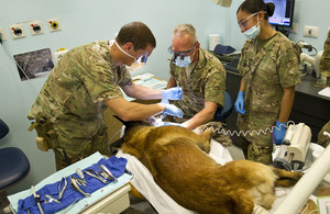 Squadron Leader Stuart Marshall, Lieutenant Colonel Stephen Keir and Private Naomi Kingsbury operate on military working dog Zino [Picture: Sergeant Dale Hunt, Crown copyright]