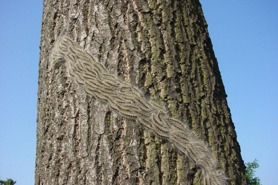 Oak processionary moth caterpillars processing up an oak tree trunk