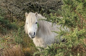 Белый пони, частично спрятанный за листвой