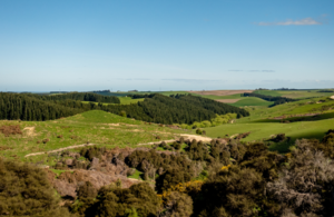 Green field and forest in England.