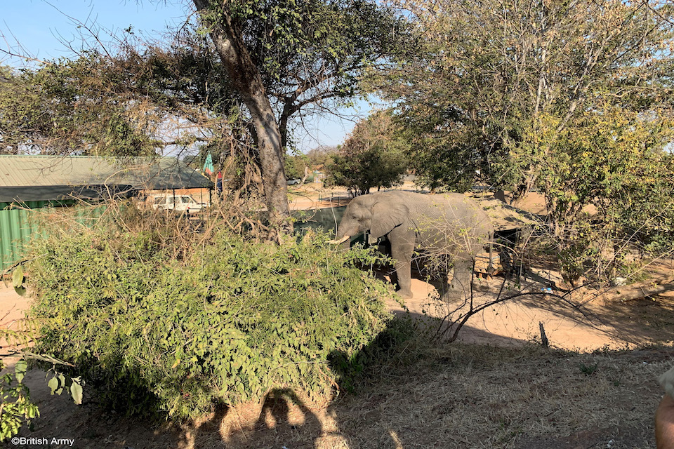 Африканский слон в зелени национального парка Кефуэ