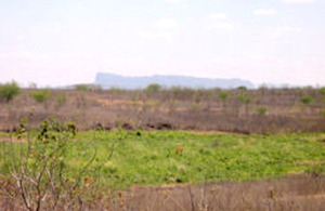 Typical landscape and vegetation of North Eastern Brazil