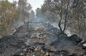 Торф и деревья, поврежденные лесными пожарами
