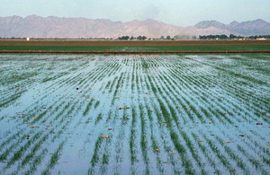 Irrigation water management