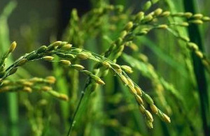 Rice plant