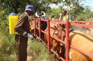 Treating cattle in Uganda