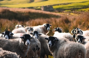 A flock of sheep in Yorkshire