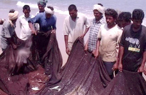 Beach Seine net fishers in Andhra Pradesh, India