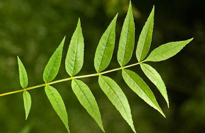 Ash tree leaves