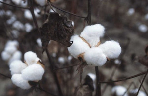 Cotton plant