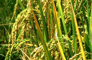 Rice seed heads