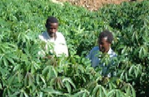 Examining infected crops