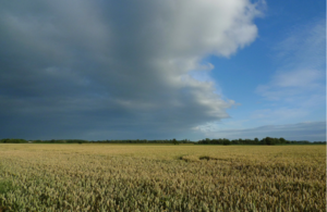 storm approaching across a field of crops