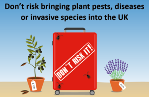 Don't Risk It campaign image with a suitcase, lavender and olive tree