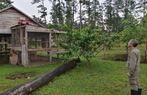 HMA присматривается к алым ара в Гондурасе