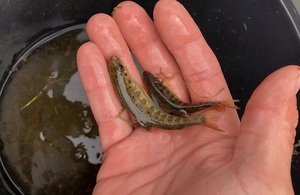 Image shows salmon and minnow on a hand after being rescued