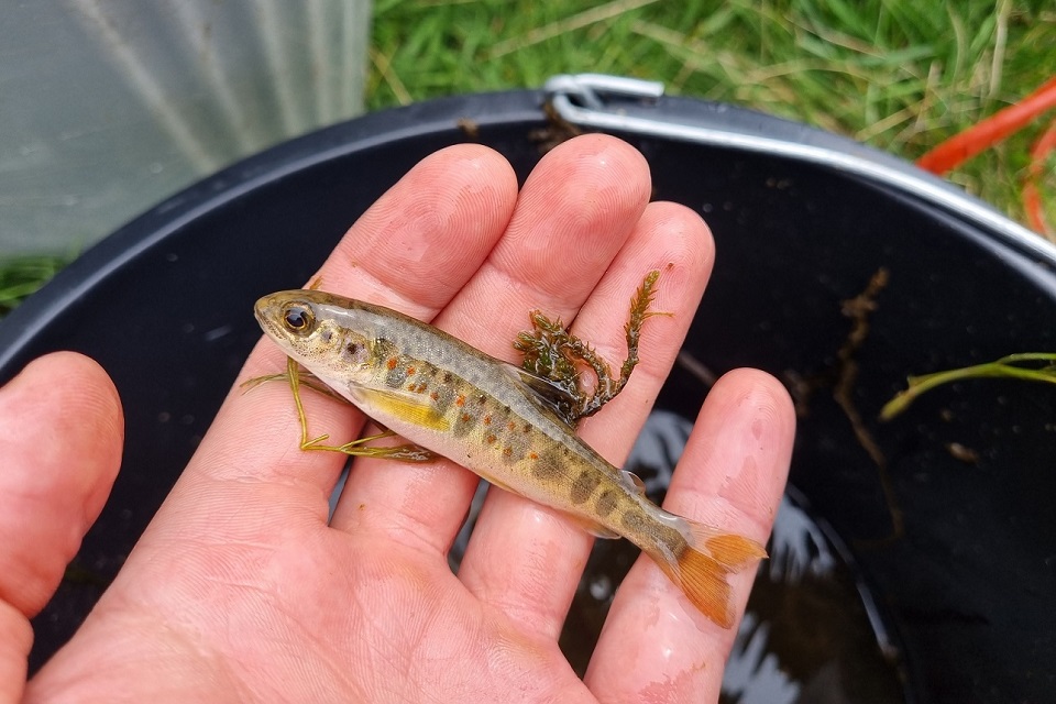 Image shows one of the rescued young salmon on a rescuer's hand 