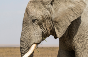 Дикий африканский слон ест траву