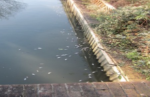 Dead fish can be seen in Stanground Lode in Peterborough