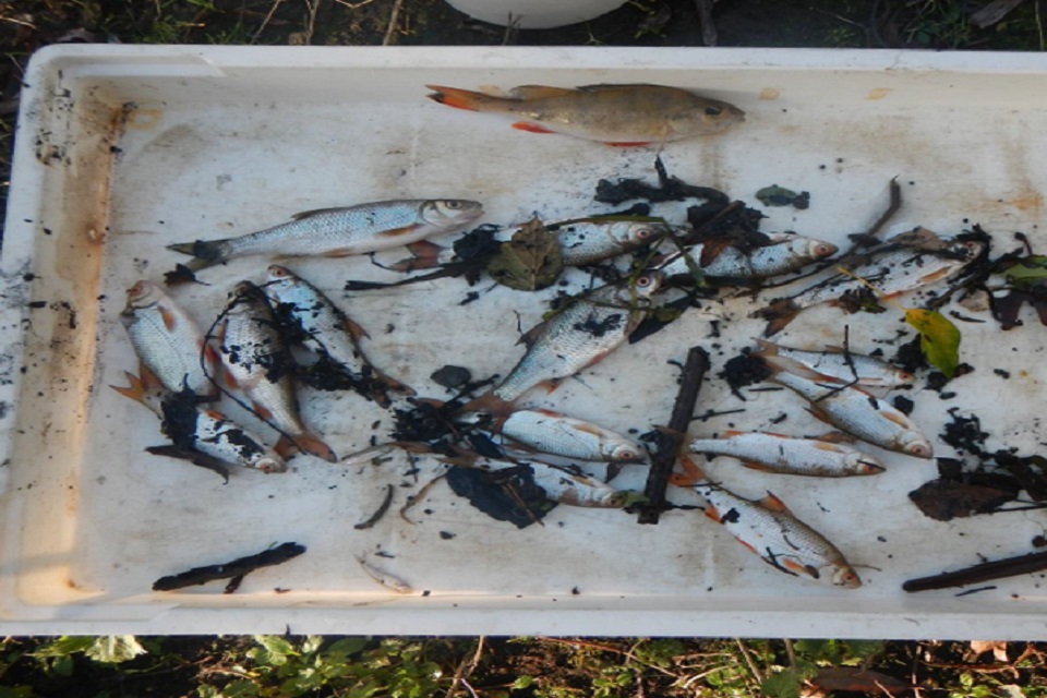 Некоторые из найденных мертвых рыб показаны в пластиковой коробке.