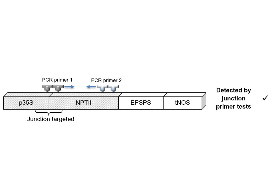 A bar with segments labelled from left to right: p35S, NPTII, EPSPS, tNOS with p35S and NPTII coloured as "Junction targeted" and  outside the bar reads Detected by junction primer tests with a check mark