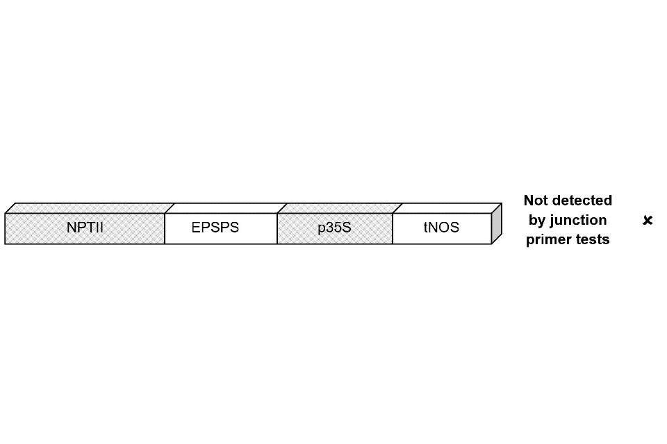 A bar with segments labelled from left to right: NPTII, EPSPS, p35S, tNOS with p35S and NPTII colour. Outside the bar reads not detected by junction primer tests with a cross mark