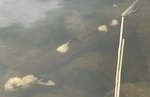 На изображении показан один из лососей, предположительно зараженный грибком, в реке.