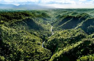 Вид на пейзаж тропического леса