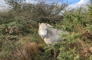 A wild white pony looking at the camera, partly obscured by hedgerow