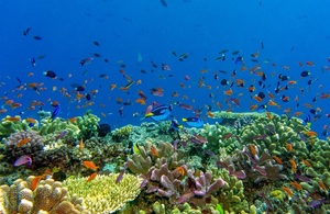 Подводное изображение нескольких рыб, плавающих над коралловым рифом